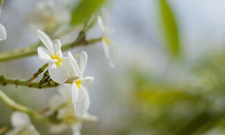 Hotel Casa De Las Flores