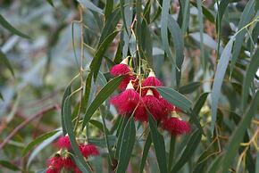 Ellensbrook Cottages
