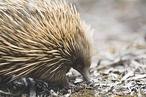 Sea Dragon Kangaroo Island