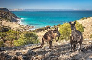 Sea Dragon Kangaroo Island