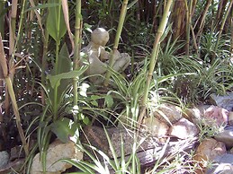 The Black Cockatoo Nannup