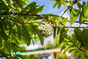 Kokomo Botanical Resort - Caribbean Family Cottages