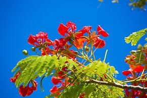 Kokomo Botanical Resort - Caribbean Family Cottages