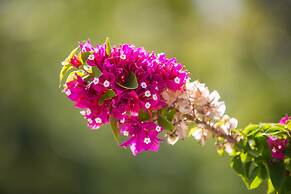 Kokomo Botanical Resort - Caribbean Family Cottages