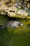 Kokomo Botanical Resort - Caribbean Family Cottages