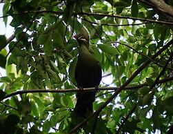 Eight Bells Mountain Inn