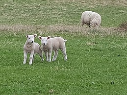 Black Isle Holiday Apartments