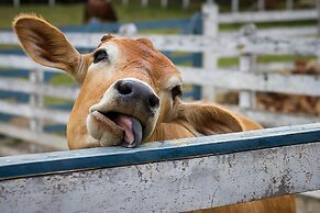 Hotel Historico Fazenda Dona Carolina