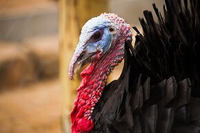 Hotel Historico Fazenda Dona Carolina