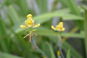 Hotel Jaguar Inn Tikal