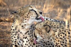 Karongwe Portfolio - Kuname Lodge