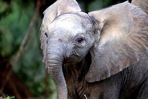 Karongwe Portfolio - Kuname Lodge