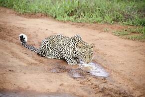 Karongwe Portfolio - Kuname Lodge