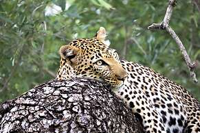 Karongwe Portfolio - Kuname Lodge