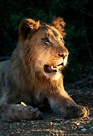 Karongwe Portfolio - Kuname Lodge