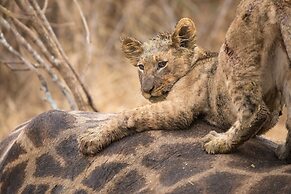 Karongwe Portfolio - Kuname Lodge