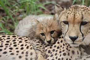 Karongwe Portfolio - Kuname Lodge