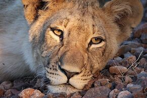 Karongwe Portfolio - Kuname Lodge