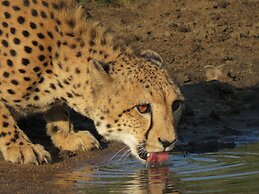 Karongwe Portfolio - Chisomo Safari Camp