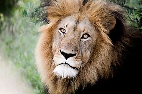 Karongwe Portfolio - Chisomo Safari Camp