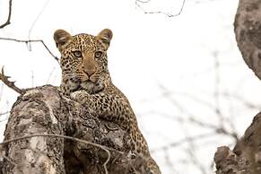 Karongwe Portfolio - Chisomo Safari Camp