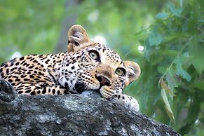 Karongwe Portfolio - Chisomo Safari Camp