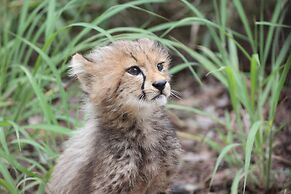 Karongwe Portfolio - Karongwe River Lodge