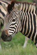 Karongwe Portfolio - Karongwe River Lodge