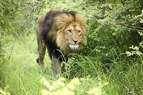 Karongwe Portfolio - Karongwe River Lodge