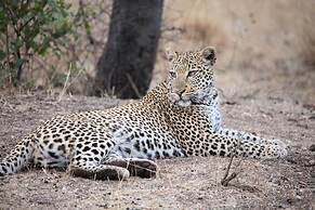 Karongwe Portfolio - Karongwe River Lodge