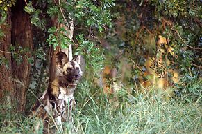 Karongwe - River Safari Lodge