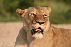 Karongwe Portfolio - Karongwe River Lodge