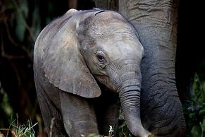 Karongwe Portfolio - Karongwe River Lodge