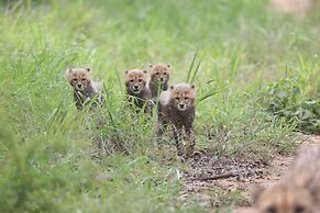 Karongwe Portfolio - Karongwe River Lodge