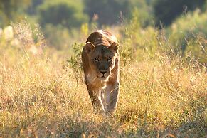 Karongwe Portfolio - Karongwe River Lodge