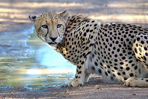 Karongwe Portfolio - Karongwe River Lodge