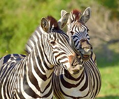 Karongwe - River Safari Lodge