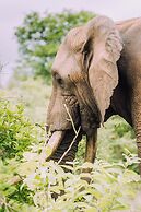 Karongwe - River Safari Lodge