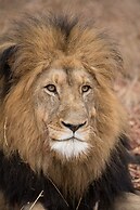 Karongwe Portfolio - Karongwe River Lodge