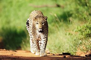 Karongwe - River Safari Lodge