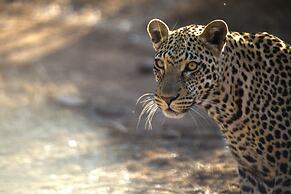 Karongwe Portfolio - Karongwe River Lodge