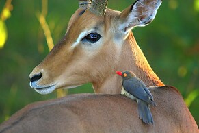 Karongwe - River Safari Lodge