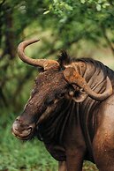 Karongwe - River Safari Lodge