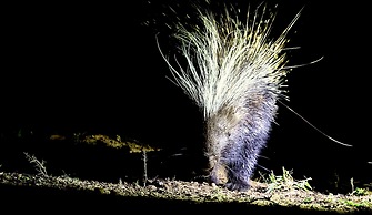 Karongwe Portfolio - Karongwe River Lodge