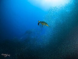Turtle Bay Dive Resort