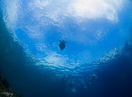 Turtle Bay Dive Resort