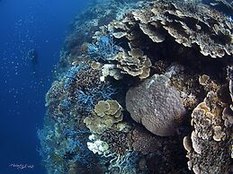 Turtle Bay Dive Resort