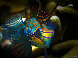 Turtle Bay Dive Resort