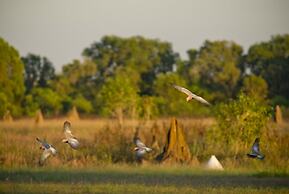 Wildman Wilderness Lodge