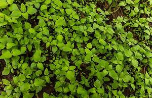 The Windflower Jungle Resorts and Spa